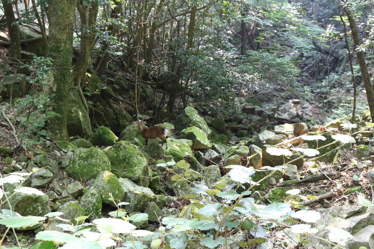 Cottage Yakusugi House Yakushima (Kagoshima) Exterior foto