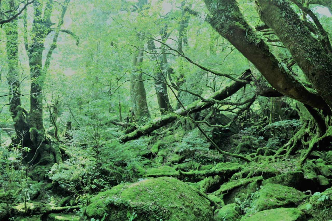 Cottage Yakusugi House Yakushima (Kagoshima) Exterior foto