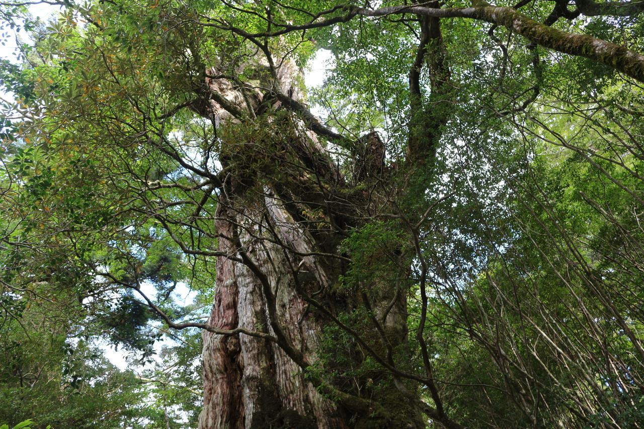 Cottage Yakusugi House Yakushima (Kagoshima) Exterior foto
